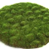 ohgreen Mosschijf marchantiophyta l