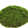 ohgreen Mosschijf marchantiophyta s