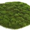 ohgreen Mosschijf marchantiophyta xl