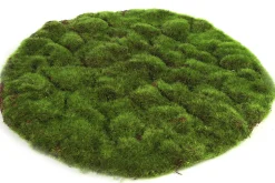 ohgreen Mosschijf marchantiophyta xl