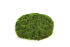 ohgreen Mosschijf marchantiophyta xs
