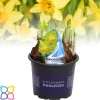 ohgreen Narcis 'tete a tete'