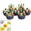 ohgreen Narcissus mix in schaal