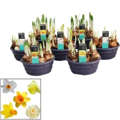 ohgreen Narcissus mix in schaal