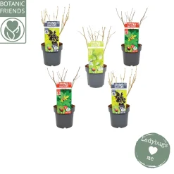 ohgreen Nature 2 Nature Bug mix