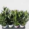 ohgreen Oleander struik