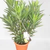 ohgreen Oleander struik