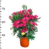 ohgreen Oleander struik p22 h70