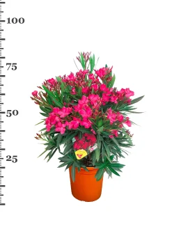ohgreen Oleander struik p22 h70