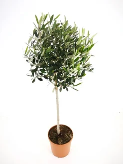 ohgreen Olijfboom op stam p 23cm h 110cm