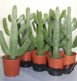 ohgreen Opuntia consulea