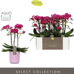 ohgreen Orchidee Phalaenopsis molise lilac 3 takken