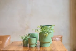 ohgreen ORCHIDEEPOT D15 MOON GRASGRO