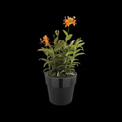 ohgreen ORIGINAL ROND 30CM LIVING BLACK