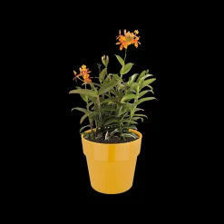 ohgreen ORIGINAL ROND 22CM OKER