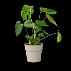 ohgreen ORIGINAL ROND 25CM WARM GRIJS