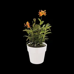 ohgreen ORIGINAL ROND 14CM WIT