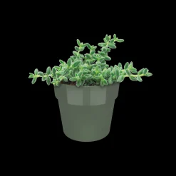 ohgreen ORIGINAL ROND MINI 7CM BLAD GROEN