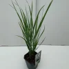 ohgreen Panicum Northwind ( Vingergras )