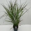 ohgreen Panicum virgatum Squaw ( Parelgierst )