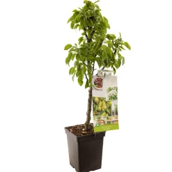 ohgreen Peer dwergboompje pyrus communis dwergpeer