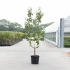 ohgreen Peer oude boom pyrus communis 2-arm