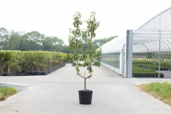 ohgreen Peer oude boom pyrus communis 2-arm