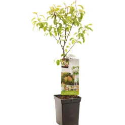 ohgreen Peer patioboompje pyrus communis bonne louise d'avranches