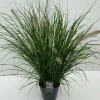ohgreen Pennisetum alopecuroides Hameln (Lampenpoetsersgras)