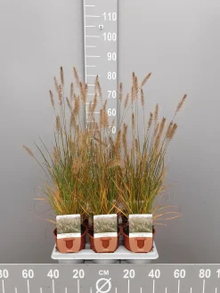 ohgreen Pennisetum alopecuroides Hameln