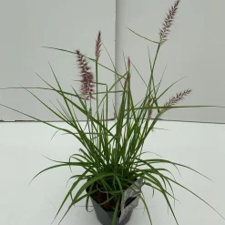 ohgreen Pennisetum orientale Karley Rose ( Lampepoetser )