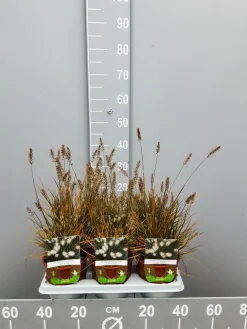 ohgreen Pennisetumalopecuroïdes little