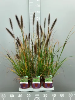 ohgreen Pennisetumalopecuroïdes virides