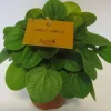 ohgreen Peperomia Albovittata
