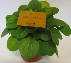 ohgreen Peperomia Albovittata