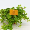 ohgreen Peperomia rotundifolia