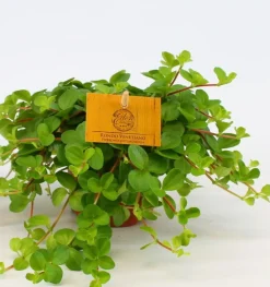 ohgreen Peperomia rotundifolia