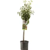ohgreen Perenboom pyrus communis bonne louise d'avranches laagstam