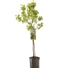 ohgreen Perenboom pyrus communis para dulce laagstam