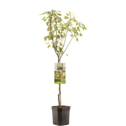 ohgreen Perenboom pyrus communis triomphe de vienne laagstam