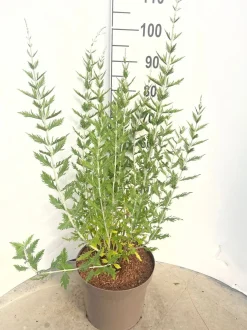 ohgreen Perovskia Blue Spire ( Blauwspirea )