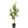 ohgreen Perzikboom prunus persica peregrine laagstam