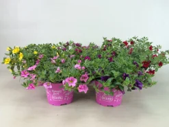 ohgreen Petunia sufinia