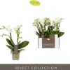 ohgreen Phalaenopsis 2 tak sandra wit p7 h25