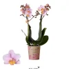 ohgreen Phalaenopsis 2 tak 'andora' roze
