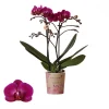 ohgreen Phalaenopsis 2 tak 'moreli' paars