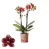 ohgreen Phalaenopsis 2 tak spain rood/geel