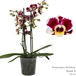 ohgreen Phalaenopsis cascade Tessa Easter 2 bloemstelen