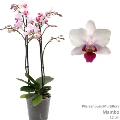 ohgreen Phalaenopsis mambo 2 bloemstelen