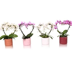 ohgreen Phalaenopsis multiflora hexa